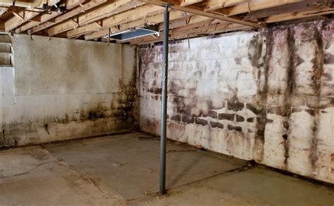 Black mold in basement. Things To Know About Black mold in basement. 